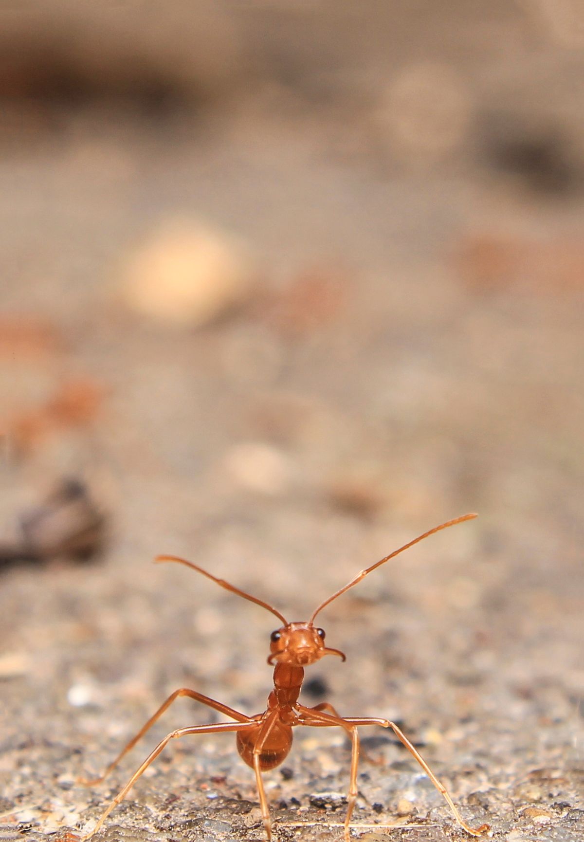 Ant infestation close-up