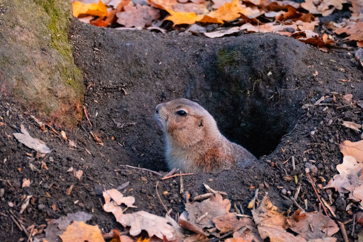 Gopher emerging from a lawn burrow