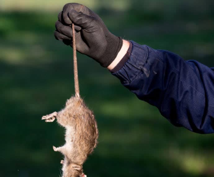 Rat — a rodent handled by Global Rodent & Pest Services in Kern County